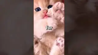 HOW Would You Rate this CATS REACTION 😍 | Wholesome Animals