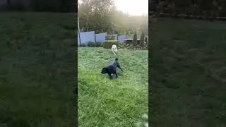 Догонялки