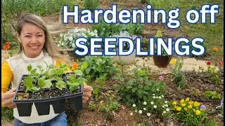 Hardening off seedlings - the easiest way