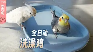 南方小土豆家的全自动洗澡鸡「马可波罗show」