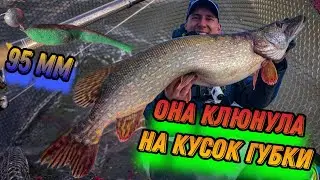 Щука НА КУСОК ГУБКИ!!! ТРОФЕЙНАЯ РЫБАЛКА!!! Рыбалка с лодки