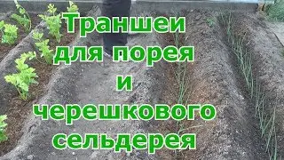 Высадка в траншеи лука-порея и черешкового сельдерея