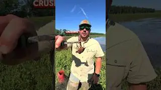 🦞 CRAWFISH DROP THEIR CLAWS 