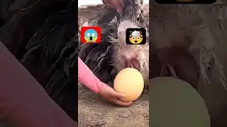 ostrich laying egg🤫😳 