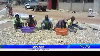 Scarcity: Prices Of Ginger Crops Soar