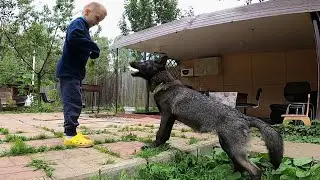 Волчонок Несси играет с детьми / Черный Канадский Волк