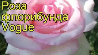 Роза флорибунда Вок. Краткий обзор, описание характеристик, где купить саженцы Vogue