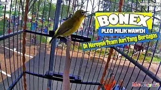 SUARA BURUNG : Aksi BONEX Di Keroyok Juri Yang Bertugas !! Pleci Gacor Dakun Jateng Miliknya Waweh