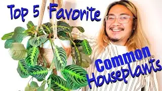 Top 5 Favorite Common Houseplants | Easy Care Plants That Make Me SO Happy | Best Houseplants 2020