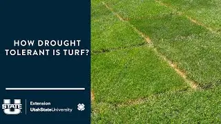 How Drought Tolerant is Turf?