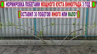 🍇 Нормировка МОЩНОГО КУСТА винограда 3 год побегами. Соцветия не трогаем! ФАСЦИАЦИЯ!  Что ЭТО такое.