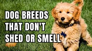 Top 10 Dog Breeds that Don't Shed or Smell.