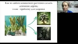 Как из любого комнатного растения сделать денежное дерево, а как - проблему для здоровья