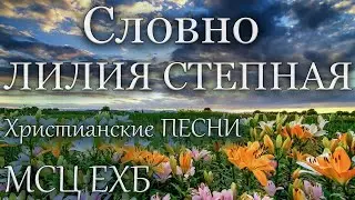 Христианские песни | Словно лилия степная | МХО МСЦ ЕХБ