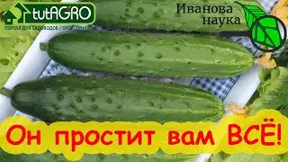 ЭТОТ ОГУРЕЦ ВЫРАСТЕТ БЕЗ РАССАДЫ и ПОДКОРМОК! Старый конь.