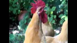 Gallo Reggetonero