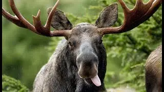 Работа лайки по лосю / Moose husky work