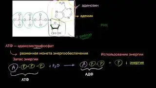 АТФ: Аденозинтрифосфат(видео 10) | Энергия | Биология