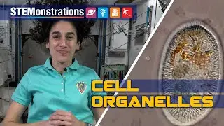 STEMonstrations: Cell Organelles