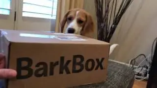 Unboxing a Bark Box with Oliver the beagle