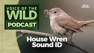 Episode 16: House Wren – Voice of the Wild