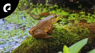 Frog Sounds 🐸 Insects, Crickets and Wind Ambience for Focus and Relax (10 Minutes)