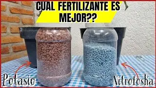 CUAL FERTILIZANTE ES MEJOR PARA QUE TUS PLANTAS SE LLENEN DE FLORES