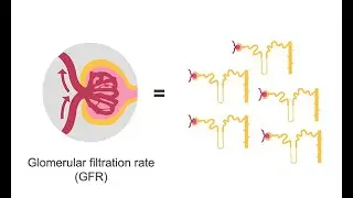 Estimating glomerular filtration rate (GFR)