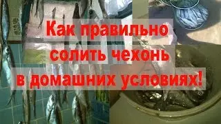 Как солить рыбу в домашних условиях Как правильно солить чехонь!
