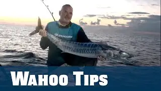 Live Bait Wahoo Tips - Florida Sport Fishing TV PLUS - www.FSFTV.com