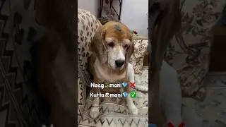 Icchadhari kutta 🐶 #trending #viralvideo #youtube #youtubeshorts #shorts #short #subscribe #comedy