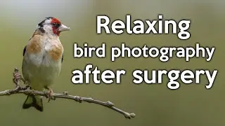 Relaxing Bird Photography While Recovering from Surgery - Nikon Z8