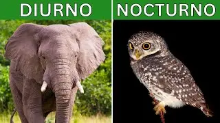 Animales diurnos y nocturnos: explicación, diferencias, características y EJEMPLOS 🦉🐘