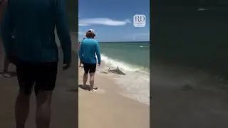 Man on Vacation Rescues Blacktip Shark Washed Up on Beach