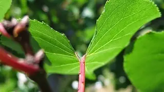 My Instagram Stream
