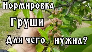 ДЛЯ ЧЕГО ДЕЛАЕТСЯ НОРМИРОВКА