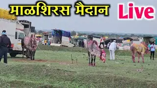 माळशिरस जुना बैल पोळा मैदान LIVE