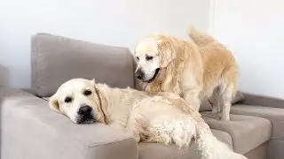 My Funny Dog Doesn't Want to Share the Sofa with Another Dog!