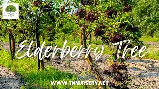 The Benefits of Planting an Elderberry Tree - TN NURSERY