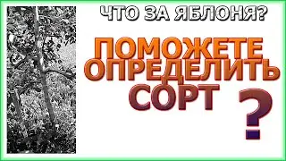 Яблоня. Посажена Антоновка, а выросла - НЕ Антоновка. Вопрос знатокам яблок?