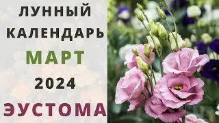 ЭУСТОМА: лунный календарь на МАРТ 2024! Когда сажать семена эустомы / лизиантуса на рассаду?