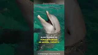 The Dark Side Of Dolphin