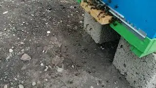 Пчела хороший Гисметео!