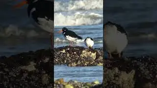 Oystercatchers & a Stormy Sea