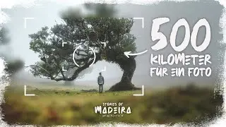 Nebel fotografieren im Fanal Forest auf Madeira  - 500km für ein Foto von Madeiras Top-Locations