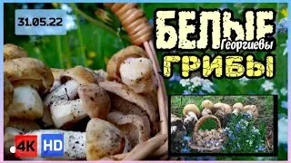 Mushrooms