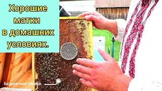 Как вивести пчелиные матки в домашних условиях?