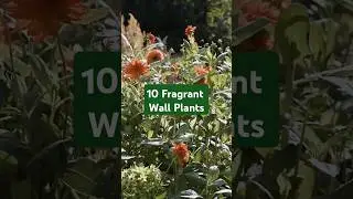 10 award-winning fragrant plants for walls and fences #gardenideas #plants #rhs