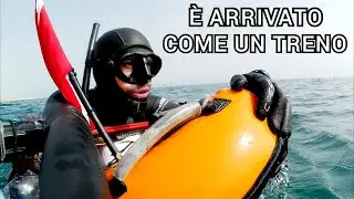 Pescasub: E' ARRIVATO COME UN TRENO - Spearfishing