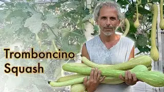Tromboncino Squash on a Tower Garden